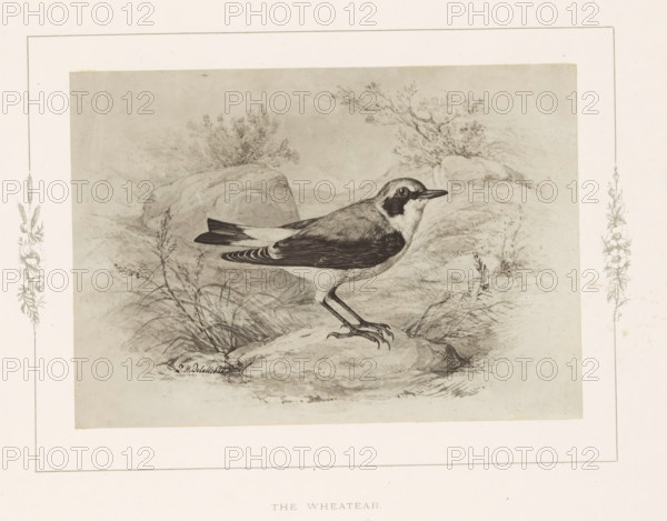 Photo reproduction of a drawing of a wheatear by Philip Henry Delamotte, The wheatear, photograph, reproduction, page, after drawing by Philip Henry Delamotte, Selborne, c. 1850 - in or before 1876, photographer, Hampshire, paper, carbon print, height 118 mm x width 168 mm, birds, A detailed pencil or ink drawing of a bird standing on a rocky surface surrounded by grasses and low shrubs, the bird shown in profile with a dark eye patch, a slender beak, patterned wings, and long legs with sharp claws, set against a lightly shaded background with rocks and sparse vegetation and framed by a decorative border with floral motifs at the sides.