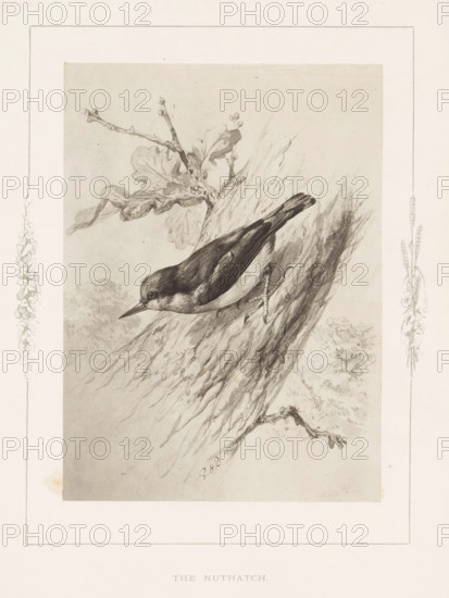 Photo reproduction of a drawing of a nuthatch by Philip Henry Delamotte, The nuthatch, photograph, reproduction, page, after drawing by Philip Henry Delamotte, Selborne, c. 1850 - in or before 1876, photographer, Hampshire, paper, carbon print, height 165 mm x width 120 mm, birds, A monochrome illustration of a small bird clinging to the rough bark of a slanted tree trunk, shown in profile with a pointed beak and a dark cap contrasting with a lighter underside, wings folded along its back, and slender feet gripping the tree; a branch with leaves and small buds extends from the trunk above the bird, and faint foliage and textured shading fill the background, all framed by a decorative border with vertical botanical sketches along the left and right edges.
