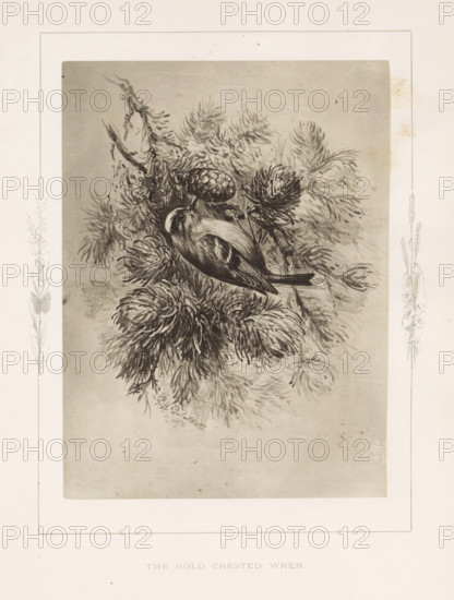 The gold-crested wren, Photoreproduction of a drawing of a wren by Philip Henry Delamotte, photograph, reproduction, page, after drawing by Philip Henry Delamotte, Selborne, c. 1850 - in or before 1876, photographer, Hampshire, paper, carbon print, height 170 mm x width 125 mm, song-birds: wren, A monochrome illustration of a small bird perched among dense needle-like foliage and cone-shaped clusters; the bird shows a rounded body, a short beak, a striped pattern on the head, and layered feathers on the wings and tail, while the surrounding branches display overlapping, textured leaves and clustered cones rendered in fine, detailed strokes against a light rectangular background with a narrow decorative border.