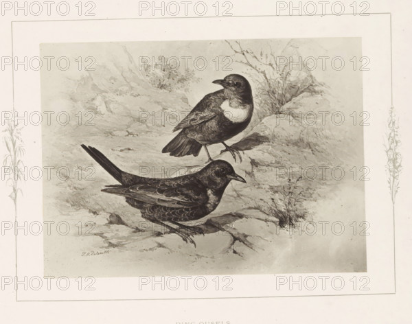 Photo reproduction of a drawing of two ringing birds by Philip Henry Delamotte, Ring-ousels, photograph, reproduction, page, after drawing by Philip Henry Delamotte, Selborne, c. 1850 - in or before 1876, photographer, Hampshire, paper, carbon print, height 121 mm x width 165 mm, song-birds: thrush, A monochrome illustration of two birds perched on a rocky, textured ground with sparse grasses and foliage in the background, framed by a pale border with delicate botanical sketches along the sides; the birds display detailed feather patterning and shading, one standing slightly higher with a lighter patch on its chest and the other positioned lower with a more uniformly dark plumage, both showing curved beaks and clawed feet, set against a softly rendered rocky landscape.