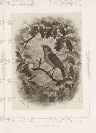 Photo reproduction of a drawing of a nightingale by Philip Henry Delamotte, The nightingale, photograph, reproduction, page, after drawing by Philip Henry Delamotte, Selborne, c. 1850 - in or before 1876, photographer, Hampshire, paper, carbon print, height 165 mm x width 120 mm, song-birds: nightingale, A grayscale illustration shows a bird perched on a branch surrounded by leaves and foliage, the bird facing slightly upward with its beak open, rendered with detailed feather texture and shading; the branch has rough bark and smaller twigs, and the surrounding leaves vary in size and overlap to create a dense backdrop, all contained within a rectangular frame with faint decorative borders along the sides.