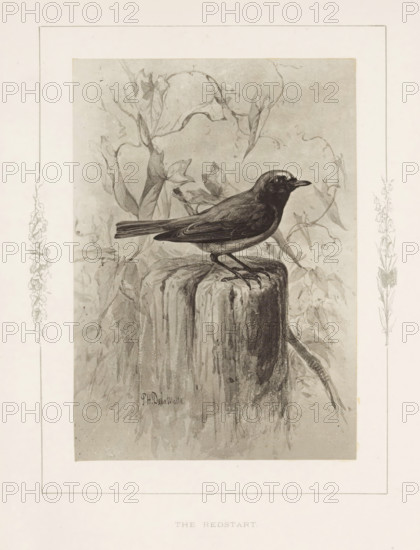 The redstart, Photo reproduction of a drawing of a redstart by Philip Henry Delamotte, photograph, reproduction, page, after drawing by Philip Henry Delamotte, Selborne, c. 1850 - in or before 1876, photographer, Hampshire, paper, carbon print, height 168 mm x width 118 mm, birds, A grayscale illustration of a small bird perched on a weathered wooden post surrounded by leafy vines, the bird shown in profile with a pointed beak, detailed feathers, and slender legs gripping the post, the background filled with softly rendered foliage and curling tendrils, all framed by a decorative border with floral motifs along the sides.