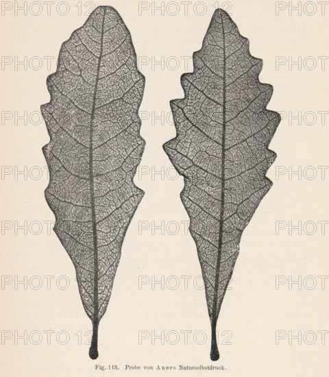 Two oak leaves, page, photomechanical print, number: 'Fig. 113.', photographer: Alois Auer, cliché maker: anonymous, c. 1900 - in or before 1905, paper, autotypie, height 95 mm x width 140 mm, trees: oak (leaf), Two vertically oriented leaf impressions rendered in fine dark lines against a light background, each leaf showing a prominent central vein with a dense network of branching veins forming a textured mosaic; the leaf margins are irregularly lobed with rounded sinuses and pointed tips tapering down to elongated petiole-like bases that end in small rounded drops; the left leaf is slightly wider and more scalloped along its edges while the right leaf is narrower with sharper lobes, and both have a stippled, almost lace-like interior vein pattern.