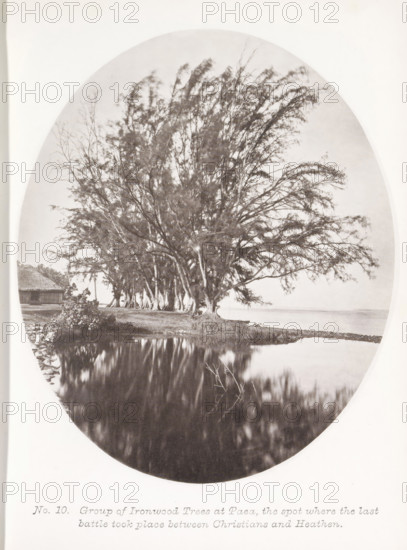 Group of Ironwood Trees at Paea, the spot where the last battle took place between Christians and Heathen, View of a row of trees in Paea on Tahiti, page, photomechanical print, number: 'No. 10.', photographer: Henry Stuart-Wortley, Tahiti, cliché maker: Meisenbach's Autotype Company, printer (person): Meisenbach's Autotype Company, 1880, Meisenbach's Autotype Company, photographer, French Polynesia, paper, collotype, photoprint, height 168 mm x width 140 mm, trees, A large cluster of tall, slender trees with many thin branches stands near a shoreline, their trunks and lower branches grouped closely together and their upper branches spreading outward; a body of calm water in front of the trees reflects dark, blurred shapes of the branches and a small area of grassy land at the water’s edge; a thatched-roof structure is visible to the left behind some vegetation; a narrow strip of shoreline or sand runs to the right into the distance where the water meets the horizon.