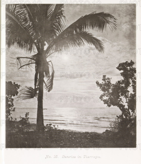 Sunrise in Tiarrapu, View of the Pacific Ocean at sunrise, page, photomechanical print, number: 'No. 15.', photographer: Henry Stuart-Wortley, Tahiti, cliché maker: Meisenbach's Autotype Company, printer (person): Meisenbach's Autotype Company, 1880, Meisenbach's Autotype Company, photographer, French Polynesia, paper, collotype, photoprint, height 152 mm x width 138 mm, trees: palm-tree, sunrise, ocean, A tall palm tree with long fronds dominates the left side of the image, its trunk and leaves shown in silhouette against a bright sky and reflective water; additional foliage appears in silhouette on the right and along the shoreline, with gentle waves visible on the sea and a partly cloudy sky above.