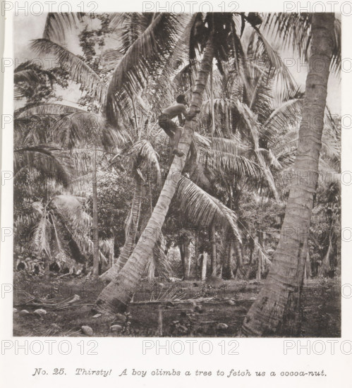 Thirsty! A boy climbs a tree to fetch us a cocoa-nut, Boy climbing a coconut tree in Tahiti, page, photomechanical print, number: 'No. 25.', photographer: Henry Stuart-Wortley, Tahiti, cliché maker: Meisenbach's Autotype Company, printer (person): Meisenbach's Autotype Company, 1880, Meisenbach's Autotype Company, photographer, French Polynesia, paper, collotype, photoprint, height 139 mm x width 140 mm, climbing up a tree, trees: coconut-tree, A black-and-white photograph showing a dense stand of tall palm trees with long, arching fronds filling the frame, one leaning palm trunk angled prominently across the foreground, and a person perched partway up that trunk holding onto it with both hands and looking upward, surrounded by layered palm leaves, other upright trunks, and undergrowth at the base.