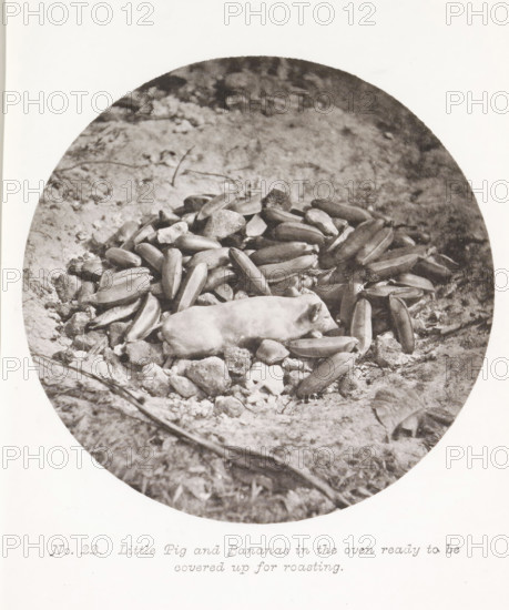 Piglet and bananas in an outdoor oven, before preparation, Little Pig and Bananas in the oven ready to be covered up for roasting, page, photomechanical print, number: 'No. 22.', photographer: Henry Stuart-Wortley, Tahiti, cliché maker: Meisenbach's Autotype Company, printer (person): Meisenbach's Autotype Company, 1880, Meisenbach's Autotype Company, photographer, French Polynesia, paper, collotype, photoprint, height 131 mm x width 133 mm, piglet, suckling pig, oven, kitchen - CC - in the open air, A circular black-and-white photograph shows a pile of elongated objects that resemble pods arranged on a rough ground surface strewn with small rocks and fragments, with a smooth oblong object lying on top of the pile; the background is textured earth and the foreground includes a thin curved twig crossing near the bottom edge.