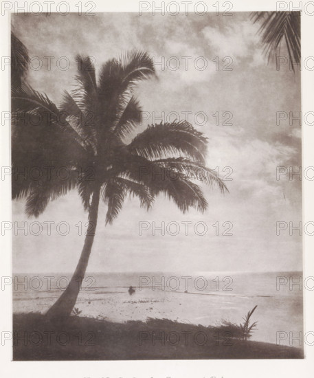 Coconut palm in Tahiti, Study of a Cocoa-nut Palm, page, photomechanical print, number: 'No. 28.', photographer: Henry Stuart-Wortley, Tahiti, cliché maker: Meisenbach's Autotype Company, printer (person): Meisenbach's Autotype Company, 1880, Meisenbach's Autotype Company, photographer, French Polynesia, paper, collotype, photoprint, height 166 mm x width 139 mm, trees: palm-tree, A tall palm tree with drooping fronds dominates the left and center of the image, its trunk curving as it rises from a dark foreground area with low vegetation; beyond the tree a calm shoreline and shallow water extend to the horizon, where a small boat sits on the water near the middle distance; the sky above is filled with soft, diffuse clouds and varying tones.