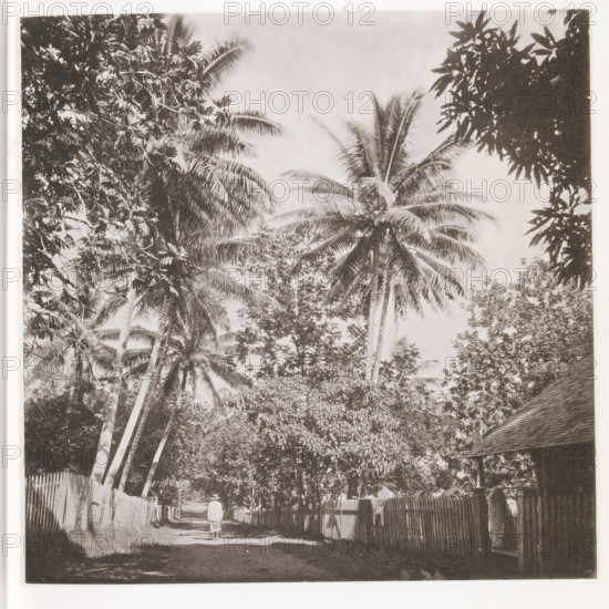 A street in Papeete, View of a street in Papeete on Tahiti, page, photomechanical print, number: 'No. 3.', photographer: Henry Stuart-Wortley, Papeete, cliché maker: Meisenbach's Autotype Company, printer (person): Meisenbach's Autotype Company, 1880, Meisenbach's Autotype Company, photographer, French Polynesia, Tahiti, paper, collotype, photoprint, height 139 mm x width 141 mm, street, trees: palm-tree, A black-and-white photograph showing a shaded dirt lane lined with wooden picket fences and dense foliage, tall palm trees with long fronds arching over the path, other leafy trees forming a canopy, a person wearing a light-colored garment and hat walking away from the camera down the center of the lane, a building roof with visible shingles at the right edge, and sunlight filtering through the leaves creating patches of light and shadow on the ground.