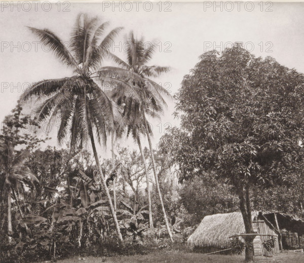 View of a house in Tahiti, Native Huts in the woods. E. side of the Island, page, photomechanical print, number: 'No. 7.', photographer: Henry Stuart-Wortley, Tahiti, cliché maker: Meisenbach's Autotype Company, printer (person): Meisenbach's Autotype Company, 1880, Meisenbach's Autotype Company, photographer, French Polynesia, paper, collotype, photoprint, height 139 mm x width 159 mm, trees: palm-tree, hut, cabin, lodge, Tall palm trees with long arching fronds dominate the left side of the scene, their slender trunks rising from dense undergrowth of broad-leaved plants and smaller trees. A large leafy tree fills the right side, its dense canopy showing many overlapping leaves. In the lower right corner a thatched roof structure with vertical wooden slats is partially visible, and a short fence-like railing runs across the foreground. The sky above is light and largely clear.