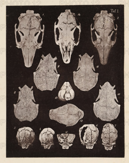 Fourteen faces of a rabbit skull, page, photomechanical print, number: 'Taf. I. 1 2 3 4 5 6 7 8 9 10 11 12 13', photographer: Bernhard von Gudden, Germany, maker: Gemoser, Munich, c. 1864 - in or before 1874, Bavaria, paper, collotype, photogravure, height 205 mm x width 160 mm, Print in back quire., (human) skull, A vertical illustration on a dark rectangular background features a series of pale skull and bone drawings arranged in rows, showing top and underside views. The top row displays three elongated skulls with prominent eye sockets and narrow snouts, the central skull appearing lighter and more worn. Below these are paired flatter bone plates with textured striations and a small rounded, segmented structure between them. Further down are more flattened, shield-like bone plates with detailed surface lines, and a large rounded plate shown in a horizontal orientation. The lower area contains several rounded cranial fragments and fragmented skull tops with irregular edges and visib...