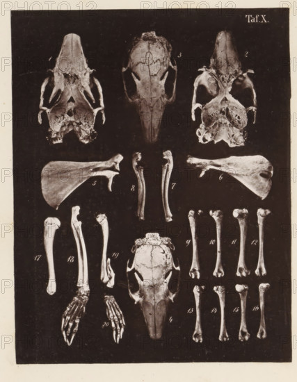 Twenty faces of bones and the skull of a rabbit, page, photomechanical print, number: 'Taf. X. 1 2 3 4 5 6 7 8 9 10 11 12 13 14 15 16 17 18 19 20', photographer: Bernhard von Gudden, Germany, maker: Gemoser, Munich, c. 1864 - in or before 1874, Bavaria, paper, collotype, photogravure, height 204 mm x width 159 mm, Print in back quire., (human) skull, rodents: rabbit, A vertical rectangular image shows a dark background with multiple pale animal bones and skulls arranged in orderly rows; at the top are three skull views with hollow eye sockets and exposed nasal cavities, flanked by paired shoulder blades on either side, and below them are long slender limb bones displayed vertically. Toward the center is a larger elongated skull with a pointed snout and visible cranial sutures, surrounded by assorted forelimb and hindlimb bones including jointed segments and rounded ends. Lower on the image are paired skeletal hands with distinct finger bones splayed outward, more sets of long tubular b...