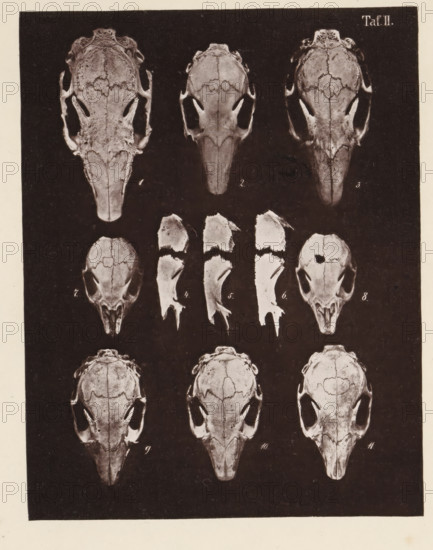 Eleven views of a rabbit skull, page, photomechanical print, number: 'Taf. II. 1 2 3 4 5 6 7 8 9 10 11', photographer: Bernhard von Gudden, Germany, maker: Gemoser, Munich, c. 1864 - in or before 1874, Bavaria, paper, collotype, photoprint, height 203 mm x width 159 mm, Print in section at the back, (human) skull, rodents: rabbit, The image shows a dark rectangular panel containing multiple pale skulls and skull fragments arranged in rows, with three large elongated skulls at the top, smaller isolated bone fragments in the middle, and similar elongated skulls repeated below; the skulls display visible sutures, eye sockets, nasal openings, and some broken or missing sections, all rendered in a high-contrast monochrome style against the dark background.