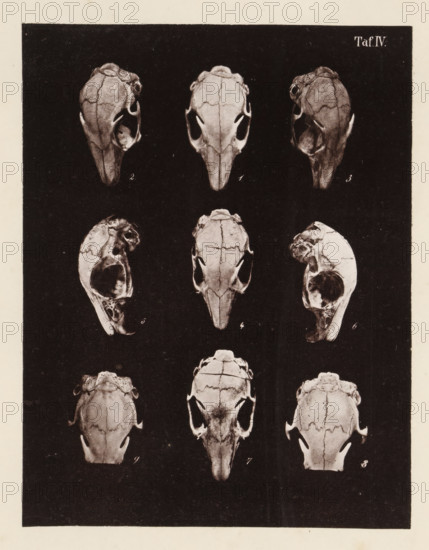 Nine faces of a rabbit skull, page, photomechanical print, number: 'Taf. IV. 1 2 3 4 5 6 7 8 9', photographer: Bernhard von Gudden, Germany, maker: Gemoser, Munich, c. 1864 - in or before 1874, Bavaria, paper, collotype, photogravure, height 205 mm x width 158 mm, Print in back quire., (human) skull, rodents: rabbit, A vertical print showing a dark rectangular panel with multiple pale skulls arranged in a grid pattern against the black background, each skull depicted from various frontal and side angles with visible sutures and hollow eye sockets; the skulls have elongated snouts and rounded crania, with some shown in profile revealing internal cavities, and subtle shading and highlights that emphasize bone texture and contours.
