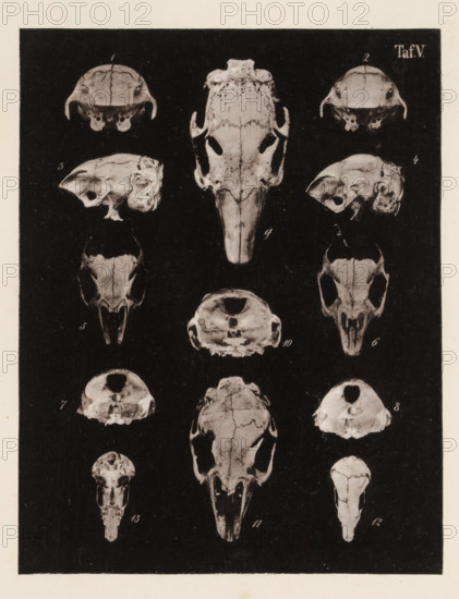 Thirteen views of a rabbit skull, page, photomechanical print, number: 'Taf. V. 1 2 3 4 5 6 7 8 9 10 11 12 13', photographer: Bernhard von Gudden, Germany, maker: Gemoser, Munich, c. 1864 - in or before 1874, Bavaria, paper, collotype, photoprint, height 205 mm x width 159 mm, Print in section at the back., (human) skull, rodents: rabbit, A vertical dark panel filled with pale skull images arranged in rows, showing multiple views of skulls including top, side, and front perspectives; each skull displays bone textures, sutures, eye sockets, nasal openings, and varied jaw shapes; the skulls are light against the dark background and appear weathered with cracks and irregular surfaces; the surrounding border is light and frames the dark panel.