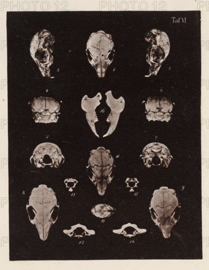 Fifteen faces of a rabbit skull, page, photomechanical print, number: 'Taf. VI. 1 2 3 4 5 6 7 8 9 10 11 12 13 14 15', photographer: Bernhard von Gudden, Germany, maker: Gemoser, Munich, c. 1864 - in or before 1874, Bavaria, paper, collotype, photogravure, height 204 mm x width 158 mm, Print in back quire., (human) skull, rodents: rabbit, A vertical black panel with multiple white skulls and jawbones arranged in rows and columns, each skull shown from various angles including front, side, top, and bottom views, with separate jawbone pieces displayed in the center; the skulls have dark eye sockets and visible sutures, and the panel is bordered by a white margin.