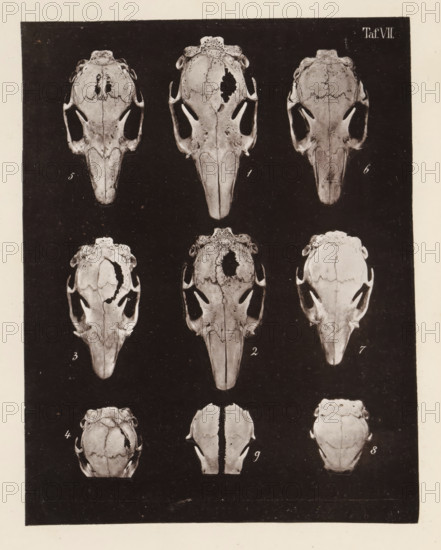 Nine faces of a rabbit skull, page, photomechanical print, number: 'Taf. VII. 1 2 3 4 5 6 7 8 9', photographer: Bernhard von Gudden, Germany, maker: Gemoser, Munich, c. 1864 - in or before 1874, Bavaria, paper, collotype, photogravure, height 205 mm x width 159 mm, Print in back quire., (human) skull, rodents: rabbit, A rectangular dark panel contains a grid of pale skull-like objects arranged in vertical columns and horizontal rows against a black background, each skull shown from a top-down perspective with visible sutures, eye socket openings, and elongated beak-like snouts; some skulls show irregular missing sections and textured bone patterns while others appear more intact; small handwritten numerals appear near each skull; a light border surrounds the dark panel.