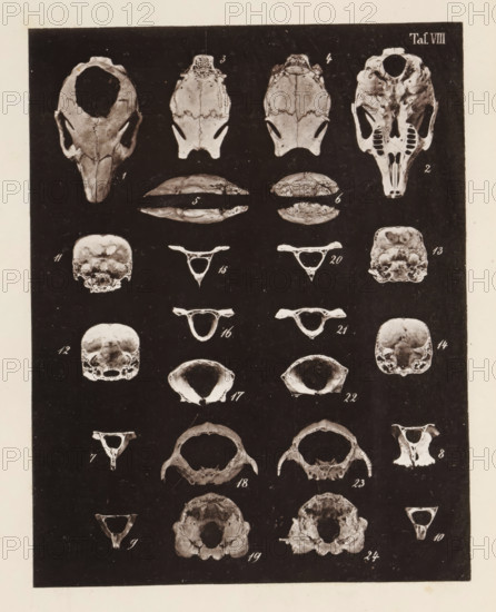 Twenty-four views of parts of a rabbit skull, page, photomechanical print, number: 'Taf. VIII. 1 2 3 4 5 6 7 8 9 10 11 12 13 14 15 16 17 18 19 20 21 22 23 24', photographer: Bernhard von Gudden, Germany, maker: Gemoser, Munich, c. 1864 - in or before 1874, Bavaria, paper, collotype, photogravure, height 205 mm x width 160 mm, Print in back quire., (human) skull, rodents: rabbit, A vertical panel filled with grayscale images of various skull and bone fragments arranged in columns and rows against a dark background, showing multiple top and bottom views of skulls, rounded cranial sections, and small triangular vertebral pieces, each specimen depicted with visible sutures, cavities, and textured surfaces, with lighter bone contrasts against the black background and a narrow off-white border around the panel.