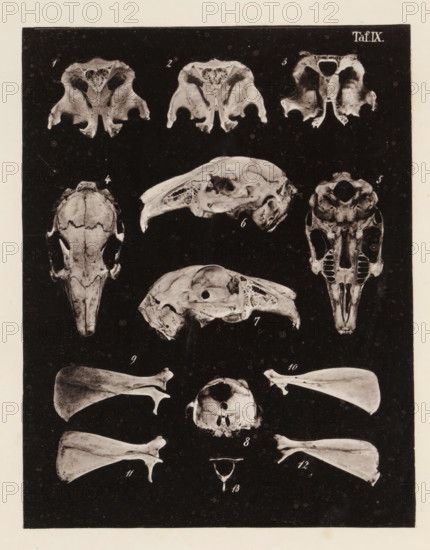 Thirteen views of parts of a rabbit skull, page, photomechanical print, number: 'Taf. IX. 1 2 3 4 5 6 7 8 9 10 11 12 13', photographer: Bernhard von Gudden, Germany, maker: Gemoser, Munich, c. 1864 - in or before 1874, Bavaria, paper, collotype, photogravure, height 204 mm x width 159 mm, Print in back quire., (human) skull, rodents: rabbit, A vertically oriented print on a dark rectangular background features multiple photographic images of bones and skulls arranged in rows, showing various views including dorsal, lateral, and frontal orientations. The top row displays three cross-sectional bone pieces with porous internal structures. Below them are paired lateral skull views and a frontal skull with a prominent beak-like structure. Centrally placed are two side-view skulls with hollow cavities and delicate lattice-like internal bone patterns, flanked by an elongated skull shown from above and a skull base displayed frontally with visible tooth sockets. Lower rows contain paired flat ...