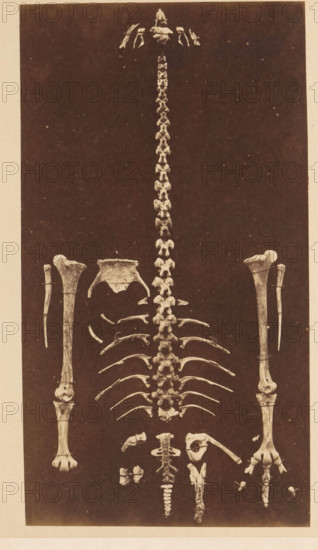 Bones of presumably a moa, photograph, page, c. 1853 - in or before 1863, photographer, paper, albumen print, height 264 mm x width 193 mm, Photo at the back., walker and runner birds, A sepia-toned photograph showing an arrangement of bones on a dark background, featuring a long segmented spinal column centered vertically with paired rib bones fanning outward in the lower half, a partial pelvic bone near the middle, two long leg bones positioned on either side with smaller slender bones adjacent to them, a series of smaller vertebrae and fragmentary bones clustered toward the bottom, and scattered small bone fragments surrounding the main elements.