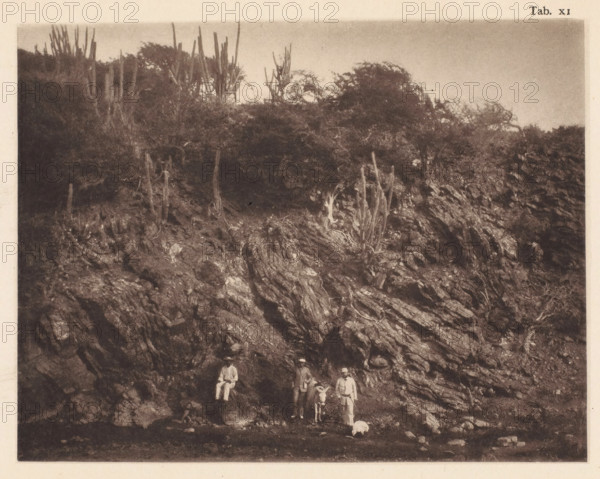 Three men with a donkey in the gorge at the foot of the Sint-Christoffelberg on Curaçao, page, photomechanical print, number: 'Tab. XI.', photographer: Jacobus Rudolphus Neervoort van de Poll (possibly), Curaçao, cliché maker: anonymous, c. 1877 - in or before 1887, paper, collotype, photoprint, height 138 mm x width 179 mm, Print in section at the back., ass, donkey, plants and herbs: cactus, mountains, ravine, chasm, abyss, canyon, St. Christopher's Mountain, A sepia-toned photograph showing a rocky cliff face with layered striations and rough textures rising from a darker foreground, vegetation and tall slender cacti growing along the upper edge of the cliff with bushes and scrubby trees behind them, three men standing and one man seated near the base of the rocks with two of the standing figures positioned next to a small donkey, a small animal lying on the ground near the group, and scattered stones and uneven ground in the foreground.