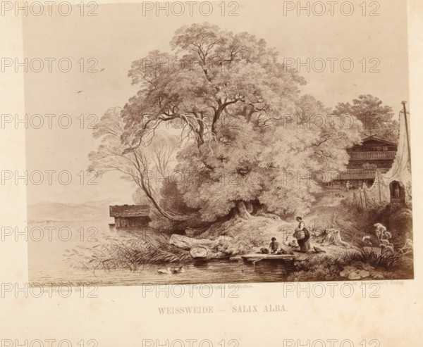 Photo reproduction of a drawing of a landscape with a white willow on a waterfront, Weissweide - Salix Alba, photograph, reproduction, page, photographer: Friedrich Bruckmann (possibly), Germany, after drawing by Johann Fischbach, Munich, in or after 1867 - c. 1879, Bavaria, paper, albumen print, height 134 mm x width 181 mm, trees: willow, A detailed sepia-toned etching shows a large, dense tree with spreading branches and textured foliage dominating the center of the scene by a body of water, with smaller trees and reeds along the shoreline. A wooden dock and a boathouse extend into the water at the left, and a small rowboat floats near the edge where a woman stands on the bank holding a basket while two children sit nearby on rocks and a plank. Ducks are swimming in the water close to the shore. To the right, there is a multi-tiered wooden building partially obscured by trees and a line of hanging nets or fabric suspended between posts, with a stump and plants in the foreground. The...