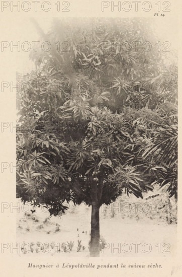 Mango tree in Leopoldville in the dry season, Manguier à Léopoldsville pendant la saison sèche, page, photomechanical print, number: 'Pl. 14.', photographer: Franz Thonner, Leopoldstad, cliché maker: Stengel & Markert, Dresden, 1896, Saxony, paper, collotype, photoprint, height 161 mm x width 110 mm, fruit-tree culture, fruit harvest, A monochrome photograph of a full, leafy tree centered vertically, showing a straight trunk rising from the ground into a dense canopy of elongated leaves and clusters of smaller foliage and flowers, with some rounded fruit visible among the leaves; the ground around the trunk appears light and textured with small plants and rows of low vegetation near the bottom edge; the image has a faded, aged appearance with a light border and uneven tonal fading toward the top.