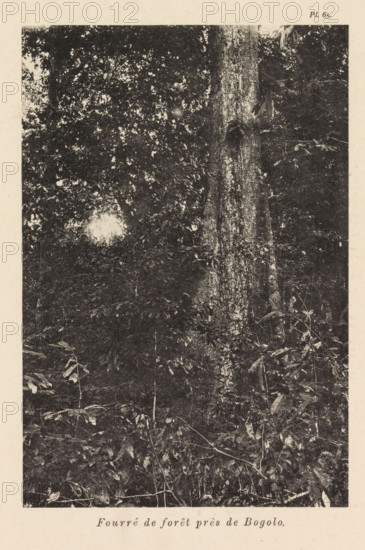 Thickets near Bogolo, Fourré de forêt près de Bogolo, page, photomechanical print, number: 'Pl. 65.', photographer: Franz Thonner, Congo (country), cliché maker: Stengel & Markert, Dresden, 1896, Saxony, paper, collotype, photoprint, height 161 mm x width 110 mm, shrubs, Likame, A monochrome photograph showing dense foliage and tree trunks filling the frame, with layered leaves and branches creating a textured canopy and understory; a large tree trunk with visible bark texture stands prominently near the center right, surrounded by smaller plants and leafy stems, while dappled light creates bright patches among the darker leaves and branches.