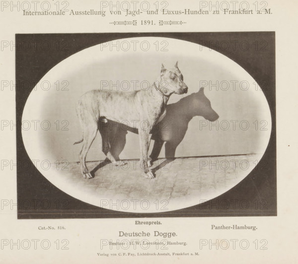 Deutsche Dogge, Great Dane Panther-Hamburg who won an honorary prize at the Internationale Ausstellung von Jagd und Luxus Hunden in 1891, Internationale Ausstellung von Jagd- und Luxus-Hunden zu Frankfurt a. M. 1891, page, photomechanical print, inscription: 'Ehrenpreis. Panther Hamburg. Besitzer : HW Lorentzen, Hamburg.', number: 'Cat.-No. 816.', Frankfurt am Main, maker: Carl Friedrich Fay, 1891, photographer, Hessen, paper, collotype, photoprint, height 123 mm x width 172 mm, dog, A sepia-toned photographic image shows a large short-haired dog standing in profile on a tiled floor within an oval frame; the dog has cropped ears and a collar, and its shadow is cast clearly on the backdrop behind it.
