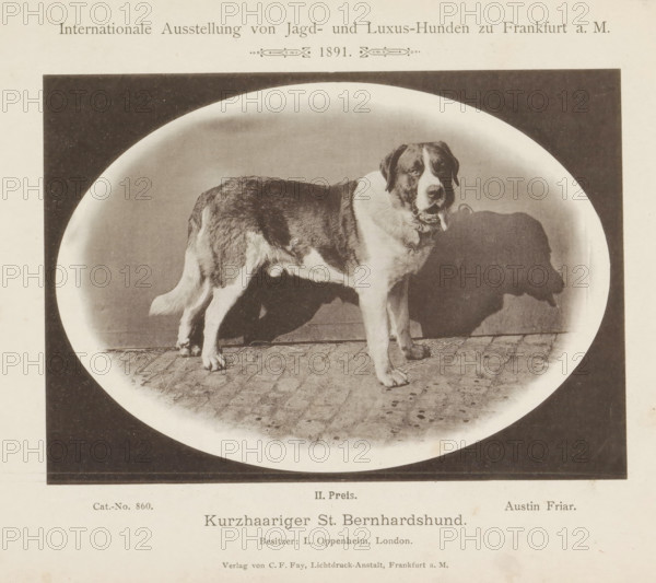 Kurzhaariger St. Bernhardshund, Sint-Bernard Austin Friar who won a second prize at the Internationale Ausstellung von Jagd und Luxus Hunden in 1891, Internationale Ausstellung von Jagd- und Luxus-Hunden zu Frankfurt a. M. 1891, page, photomechanical print, inscription: 'II. Price. Austin Friar. Besitzer : L. Oppenheim, London.', number: 'Cat.-No. 860.', Frankfurt am Main, maker: Carl Friedrich Fay, 1891, photographer, Hessen, paper, collotype, photoprint, height 123 mm x width 173 mm, dog, A sepia-toned oval photograph of a large short-haired dog standing on a cobbled surface inside a dark rectangular frame, the dog facing slightly toward the camera with a light-colored chest and darker fur on its back and head, a visible shadow cast on the background wall, and printed text above and below the image on aged paper.