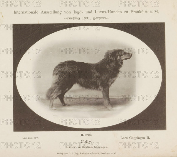 Collie Lord Göppingen II who won a second prize at the Internationale Ausstellung von Jagd und Luxus Hunden in 1891, Colly, Internationale Ausstellung von Jagd- und Luxus-Hunden zu Frankfurt a. M. 1891, page, photomechanical print, inscription: 'II. Price. Lord Göppingen II. Besitzer : W. Guberan, Göppingen.', number: 'Cat.-No. 959.', Frankfurt am Main, maker: Carl Friedrich Fay, 1891, photographer, Hessen, paper, collotype, photoprint, height 122 mm x width 173 mm, dog, A sepia-toned photograph shows a long-haired dog standing in profile within an oval frame set against a dark rectangular background, the dog facing to the right with a thick coat and a bushy tail, its legs and paws visible on a softly shaded surface, and the image surrounded by a light-colored border.