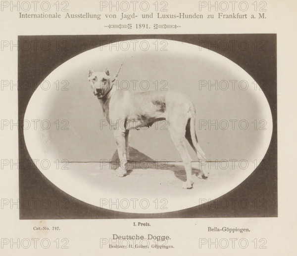 Deutsche Dogge, Great Dane Bella-Göppingen who won a first prize at the Internationale Ausstellung von Jagd und Luxus Hunden in 1891, Internationale Ausstellung von Jagd- und Luxus-Hunden zu Frankfurt a. M. 1891, page, photomechanical print, number: 'Cat.-No. 787.', inscription: 'I. Price. Bella-Göppingen. Besitzer : H. Gaiser, Göppingen.', Frankfurt am Main, maker: Carl Friedrich Fay, 1891, photographer, Hessen, paper, collotype, photoprint, height 123 mm x width 172 mm, dog, A sepia-toned photograph shows a large short-haired dog standing on a flat surface within an oval vignette framed by a dark rectangular border, the dog facing slightly toward the camera with a collar and leash attached, visible musculature and a slender body, upright cropped ears, a long tail, and shadow on the ground beneath its legs.