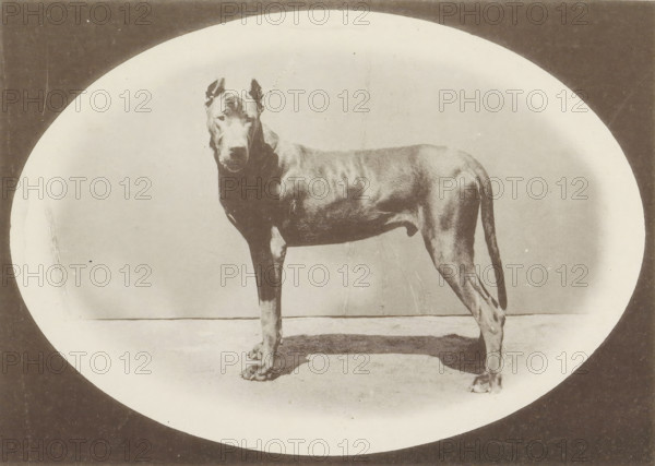 Great Dane Falkner-Plavia who won an honorary prize at the Internationale Ausstellung von Jagd und Luxus Hunden in 1891, Deutsche Dogge, Internationale Ausstellung von Jagd- und Luxus-Hunden zu Frankfurt a. M. 1891, page, photomechanical print, inscription: 'Ehrenpreis. Falkner-Plavia. Besitzer : A. Latz, Euskirchen.', number: 'Cat.-No. 794.', Frankfurt am Main, maker: Carl Friedrich Fay, 1891, photographer, Hessen, paper, collotype, photoprint, height 123 mm x width 172 mm, dog, A sepia-toned photograph of a large short-haired dog standing in profile on a flat surface inside an oval vignette, with a dark rectangular border around the vignette; the dog faces slightly toward the camera with cropped ears, a muscular body, and a straight tail, casting a shadow on the ground beneath; the background within the oval is plain and lightly textured, and portions of printed text and margins are visible outside the vignette.