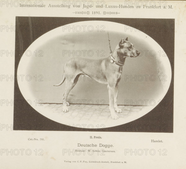 Great Dane Hamlet who won a second prize at the Internationale Ausstellung von Jagd und Luxus Hunden in 1891, Deutsche Dogge, Internationale Ausstellung von Jagd- und Luxus-Hunden zu Frankfurt a. M. 1891, page, photomechanical print, number: 'Cat.-No. 781.', inscription: 'II. Price. Hamlet. Besitzer : W. Görtz, Guntersau.', Frankfurt am Main, maker: Carl Friedrich Fay, 1891, photographer, Hessen, paper, collotype, photoprint, height 123 mm x width 172 mm, dog, A sepia-toned photograph shows a large dog standing in profile on a tiled floor inside an oval vignette bordered by a dark rectangular frame, the dog wearing a studded collar with a round tag and a leash attached, the background plain and slightly shaded, and the overall image presented on aged paper with visible margins.