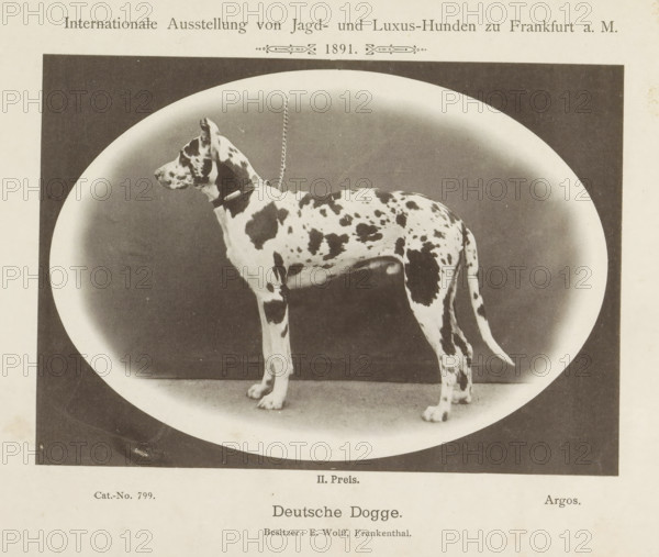 Great Dane Argos who won a second prize at the Internationale Ausstellung von Jagd und Luxus Hunden in 1891, Deutsche Dogge, Internationale Ausstellung von Jagd- und Luxus-Hunden zu Frankfurt a. M. 1891, page, photomechanical print, inscription: 'II. Price. Argos. Besitzer: E. Wolff, Frankenthal.', number: 'Cat.-No. 799.', Frankfurt am Main, maker: Carl Friedrich Fay, 1891, photographer, Hessen, paper, collotype, photoprint, height 122 mm x width 173 mm, dog, A black and white photograph of a large spotted dog standing in profile on a flat surface inside an oval vignette, the dog wearing a collar and a chain leash that hangs upward, with a plain dark background around the oval and lighter border forming the vignette, and a light-colored page surrounding the image.