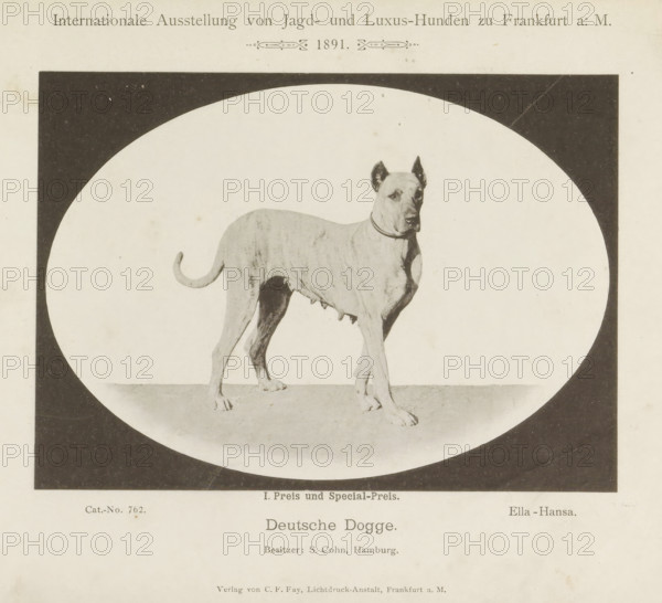 Deutsche Dogge, Great Dane Ella-Hansa who won two prizes at the Internationale Ausstellung von Jagd und Luxus Hunden in 1891, Internationale Ausstellung von Jagd- und Luxus-Hunden zu Frankfurt a. M. 1891, page, photomechanical print, number: 'Cat.-No. 762.', inscription: 'I. Prize and Special Prize. Ella Hansa. Besitzer : S. Cohn, Hamburg.', Frankfurt am Main, maker: Carl Friedrich Fay, 1891, photographer, Hessen, paper, collotype, photoprint, height 123 mm x width 171 mm, dog, A sepia-toned photograph shows a short-haired dog standing on a flat surface inside a light oval framed by a dark rectangular background; the dog faces slightly toward the right with ears erect and a collar around its neck, its tail curved upward, and visible teats along its underside, while the surrounding paper shows aged spots and a border around the image.