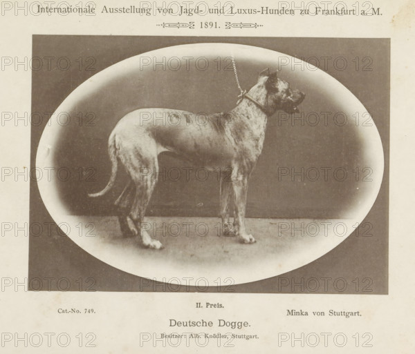Deutsche Dogge, Great Dane Minka von Stuttgart who won a second prize at the Internationale Ausstellung von Jagd und Luxus Hunden in 1891, Internationale Ausstellung von Jagd- und Luxus-Hunden zu Frankfurt a. M. 1891, page, photomechanical print, inscription: 'II. Price. Minka von Stuttgart. Besitzer : Alb. Knödler, Stuttgart.', number: 'Cat.-No. 749.', Frankfurt am Main, maker: Carl Friedrich Fay, 1891, photographer, Hessen, paper, collotype, photoprint, height 122 mm x width 172 mm, dog, A sepia-toned photograph shows a large dog standing in profile on a flat surface inside an oval vignette; the dog has a short, brindled coat, cropped ears, a collar with a chain leash extending upward, and a long tail; the image is bordered by a light margin with faint speckles and aged paper texture.