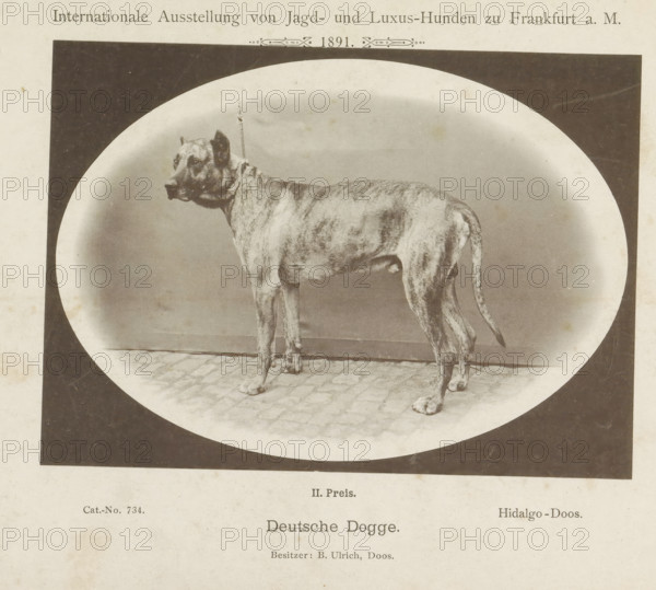 Deutsche Dogge, Great Dane Hidalgo who won a second prize at the Internationale Ausstellung von Jagd und Luxus Hunden in 1891, Internationale Ausstellung von Jagd- und Luxus-Hunden zu Frankfurt a. M. 1891, page, photomechanical print, number: 'Cat.-No. 734.', inscription: 'II. Price. Hidalgo Box. Besitzer : B. Ulrich, Doos.', Frankfurt am Main, maker: Carl Friedrich Fay, 1891, photographer, Hessen, paper, collotype, photoprint, height 123 mm x width 171 mm, dog, A sepia-toned photograph shows a large brindle dog standing on a cobbled floor inside an oval frame, facing left with a leash attached to a collar, visible from head to tail with a short coat and a long tail, set against a plain backdrop and mounted on a page with printed headings and captions above and below the image.