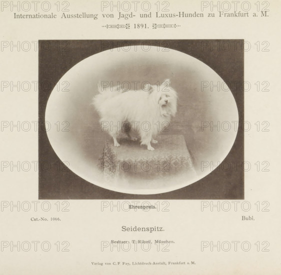 Keeshond Bubi who won an honorary prize at the Internationale Ausstellung von Jagd und Luxus Hunden in 1891, Seidenspitz, Internationale Ausstellung von Jagd- und Luxus-Hunden zu Frankfurt a. M. 1891, page, photomechanical print, inscription: 'Ehrenpreis. Bubi. Besitzer : T. Rikoff, Munich.', number: 'Cat.-No. 1066.', Frankfurt am Main, maker: Carl Friedrich Fay, 1891, photographer, Hessen, paper, collotype, photoprint, height 104 mm x width 133 mm, dog, A sepia-toned photographic print shows a small fluffy white dog standing on a patterned pedestal inside an oval vignette set against a dark rectangular background, with pale margins surrounding the image.
