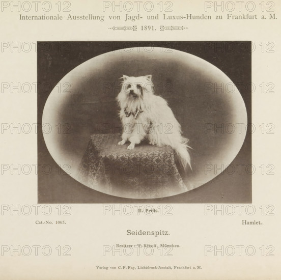 Keeshond Hamlet who won a second prize at the Internationale Ausstellung von Jagd und Luxus Hunden in 1891, Seidenspitz, Internationale Ausstellung von Jagd- und Luxus-Hunden zu Frankfurt a. M. 1891, page, photomechanical print, inscription: 'II. Price. Hamlet. Besitzer : T. Rikoff, Munich.', number: 'Cat.-No. 1065.', Frankfurt am Main, maker: Carl Friedrich Fay, 1891, photographer, Hessen, paper, collotype, photoprint, height 104 mm x width 137 mm, dog, A sepia-toned photograph shows a long-haired small dog with light-colored fur sitting on a patterned cushion inside a circular vignette against a dark background; the dog wears a decorative bow around its neck and looks slightly upward, with its tail draping down the side of the cushion.