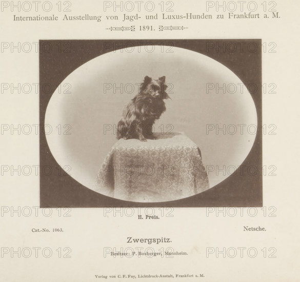 Zwergspitz, Miniature Pomeranian Netsche who won a second prize at the Internationale Ausstellung von Jagd und Luxus Hunden in 1891, Internationale Ausstellung von Jagd- und Luxus-Hunden zu Frankfurt a. M. 1891, page, photomechanical print, number: 'Cat.-No. 1063.', inscription: 'II. Price. Netsche. Besitzer : P. Boxberger, Mannheim.', Frankfurt am Main, maker: Carl Friedrich Fay, 1891, photographer, Hessen, paper, collotype, photoprint, height 104 mm x width 137 mm, dog, A sepia-toned photographic print shows a small long-haired dog with erect ears sitting on a draped pedestal inside an oval vignette framed by a dark rectangular border; the pedestal covering has a patterned fabric with a visible fold at the front, and the dog faces slightly to the side with fur ruff around its neck.