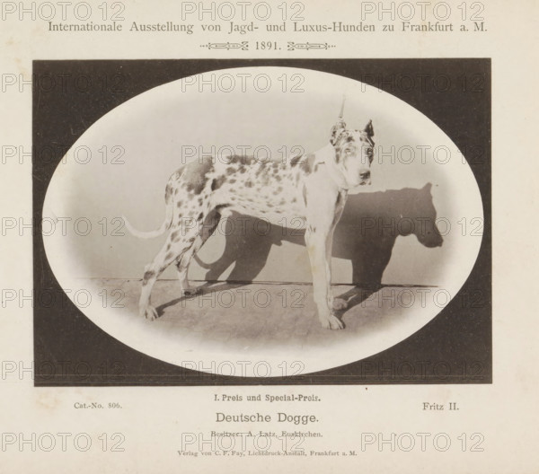 Deutsche Dogge, Great Dane Fritz II who won a first prize at the Internationale Ausstellung von Jagd und Luxus Hunden in 1891, Internationale Ausstellung von Jagd- und Luxus-Hunden zu Frankfurt a. M. 1891, page, photomechanical print, inscription: 'I. Prize and Special Prize. Fritz II. Besitzer : A. Latz, Euskirchen.', number: 'Cat.-No. 806.', Frankfurt am Main, maker: Carl Friedrich Fay, 1891, photographer, Hessen, paper, collotype, photoprint, height 123 mm x width 172 mm, dog, A sepia-toned photographic print shows a large spotted dog standing in profile within an oval vignette framed by a dark rectangular border, the dog facing toward the right with cropped ears and a collar, a distinct shadow cast on the background, a textured floor beneath its paws, and printed captions and ornamental text above and below the image on aged paper.