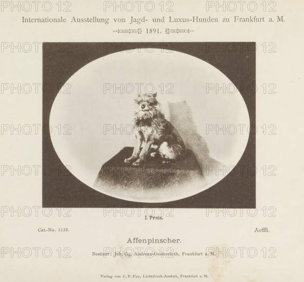 Affenpinscher Aeffli who won a first prize at the Internationale Ausstellung von Jagd und Luxus Hunden in 1891, Affenpinscher, Internationale Ausstellung von Jagd- und Luxus-Hunden zu Frankfurt a. M. 1891, page, photomechanical print, inscription: 'I. Price. Aeffli. Besitzer: Joh. Gg. Andreae-Oesterrieth, Frankfurt a. M.', number: 'Cat.-No. 1138.', Frankfurt am Main, maker: Carl Friedrich Fay, 1891, photographer, Hessen, paper, collotype, photoprint, height 104 mm x width 133 mm, dog, A sepia-toned photograph shows a small, scruffy dog with wiry fur sitting on a patterned cushion within an oval frame set against a dark rectangular background; the dog faces slightly to the left with a shadow cast behind it and the surrounding page has a wide blank margin.