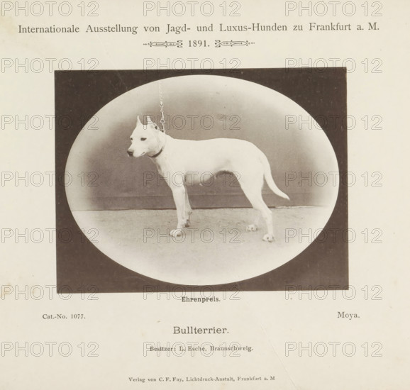 Bull terrier, Bull terrier Moya who won an honorary prize at the Internationale Ausstellung von Jagd und Luxus Hunden in 1891, Internationale Ausstellung von Jagd- und Luxus-Hunden zu Frankfurt a. M. 1891, page, photomechanical print, inscription: 'Ehrenpreis. Moya. Besitzer : L. Esche, Braunschweig.', number: 'Cat.-No. 1077.', Frankfurt am Main, maker: Carl Friedrich Fay, 1891, photographer, Hessen, paper, collotype, photoprint, height 102 mm x width 133 mm, dog, A sepia-toned image shows a white short-haired dog standing in profile inside an oval vignette against a darker rectangular background, the dog wearing a collar and attached to a chain that hangs upward, the floor beneath the dog visible and the surrounding page showing faded paper texture and minor blemishes.