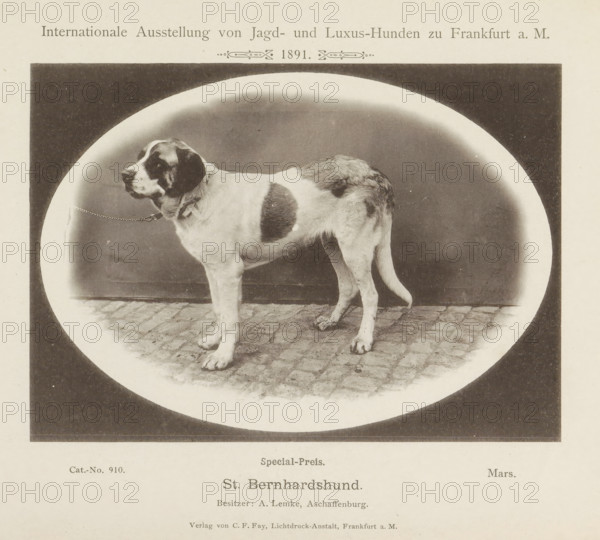 Saint Bernard Mars who won a prize at the Internationale Ausstellung von Jagd und Luxus Hunden in 1891, St. Bernhardshund, Internationale Ausstellung von Jagd- und Luxus-Hunden zu Frankfurt a. M. 1891, page, photomechanical print, number: 'Cat.-No. 910.', inscription: 'Special-Preis. Mars. Besitzer : A. Lemke, Aschaffenburg.', Frankfurt am Main, maker: Carl Friedrich Fay, 1891, photographer, Hessen, paper, collotype, photoprint, height 123 mm x width 172 mm, dog, A large dog standing on a cobblestone surface within an oval vignette, shown in profile facing left with a collar and short chain attached, displaying a short coat with patches of darker fur on the head, body, and rear, a straight tail hanging down, and visible paws and legs.