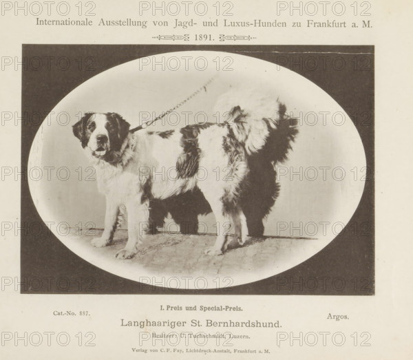 Saint Bernard Argos who won two prizes at the Internationale Ausstellung von Jagd und Luxus Hunden in 1891, Langhaariger St. Bernhardshund, Internationale Ausstellung von Jagd- und Luxus-Hunden zu Frankfurt a. M. 1891, page, photomechanical print, number: 'Cat.-No. 887.', inscription: 'I. Prize and Special Prize. Argos. Besitzer : U. Tuchschmidt, Luzern.', Frankfurt am Main, maker: Carl Friedrich Fay, 1891, photographer, Hessen, paper, collotype, photoprint, height 122 mm x width 173 mm, dog, A large oval photograph of a long-haired dog standing on a textured floor with a visible leash attached to its collar, the dog has a white coat with dark patches, a broad head, floppy ears, and its mouth slightly open showing its tongue, a strong shadow of the dog falls on the backdrop, the oval photo is set within a dark rectangular border on a light background with additional areas of printed content above and below the image.