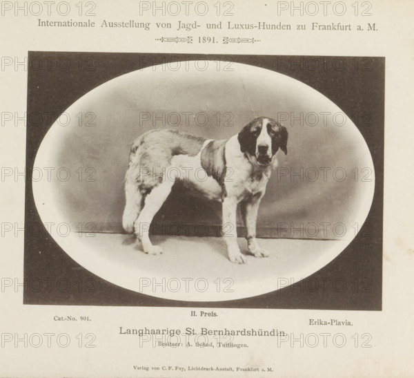 Saint Bernard Erika-Plavia who won a second prize at the Internationale Ausstellung von Jagd und Luxus Hunden in 1891, Long-haired St. Bernhardshündin, Internationale Ausstellung von Jagd- und Luxus-Hunden zu Frankfurt a. M. 1891, page, photomechanical print, inscription: 'II. Price. Erika-Plavia. Besitzer : A. Schad, Tuttlingen.', number: 'Cat.-No. 901.', Frankfurt am Main, maker: Carl Friedrich Fay, 1891, photographer, Hessen, paper, collotype, photoprint, height 122 mm x width 173 mm, dog, A black and white photograph shows a large dog standing on a flat surface within an oval vignette framed by a dark rectangular border, the dog has long fur with darker patches on its head and back and lighter fur on its legs and chest, its head is turned slightly toward the viewer with a calm expression and floppy ears, a thin leash or lead is attached near its collar and extends upward, the background inside the oval is plain and evenly shaded, and the overall image is bordered by a light paper m...
