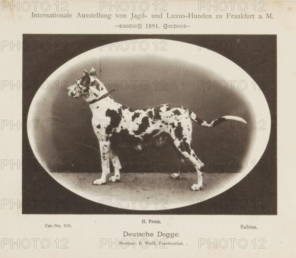 Great Dane Sabina who won a second prize at the Internationale Ausstellung von Jagd und Luxus Hunden in 1891, Deutsche Dogge, Internationale Ausstellung von Jagd- und Luxus-Hunden zu Frankfurt a. M. 1891, page, photomechanical print, inscription: 'II. Price. Sabina. Besitzer: E. Wolff, Frankenthal.', number: 'Cat.-No. 810.', Frankfurt am Main, maker: Carl Friedrich Fay, 1891, photographer, Hessen, paper, collotype, photoprint, height 122 mm x width 173 mm, dog, A black and white photograph of a large spotted dog standing in profile on a flat surface inside an oval vignette, with a dark background beyond the vignette and a light border around the image; the dog wears a collar with a short chain, has a patchy coat of dark and light areas, a raised tail with a lighter tip, upright ears, and visible paws on the ground.