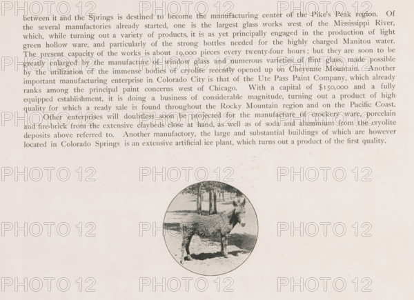 Easel, page, photomechanical print, Colorado, cliché maker: New York Photo-Gravure Company, New York (city), c. 1888 - in or before 1893, photographer, North America, paper, autotypie, height 52 mm x width 52 mm, ass, donkey, Pueblo, Colorado City, A sheet of off-white paper with a block of printed paragraphs across the top and a circular black-and-white illustration below showing a donkey standing on a sunlit ground with trees and shaded areas in the background.