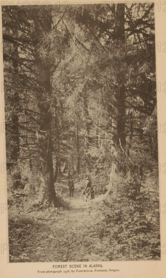 Forest scene in Alaska, Two people in a forest in Alaska, page, photomechanical print, inscription: 'From photograph 7338, by Partridge, Portland Oregon', photographer: William Henry Partridge, Sitka, cliché maker: Britton & Rey, San Francisco, c. 1885 - in or before 1890, North America, California, Alaska, paper, collotype, photoprint, height 184 mm x width 108 mm, historical persons, forest, wood, A sepia-toned photograph showing a dense forest with tall trees and thick branches forming a canopy overhead, a narrow dirt path winding through the undergrowth, two small human figures standing on the path among the trees with one wearing a long dress and the other in trousers and a coat, scattered patches of low vegetation and ferns on the forest floor, and trunks and roots with textured bark framing the scene.
